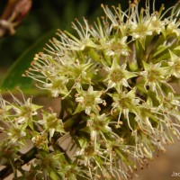 Combretum latifolium Blume
